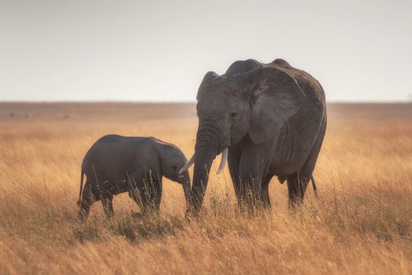 Photo of mother and baby elephant in Serengeti